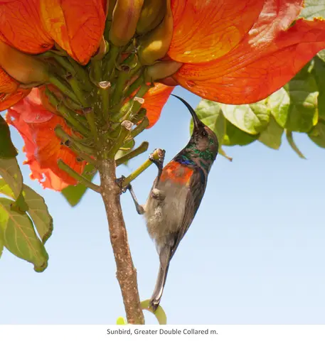 Garden Safari, Birds