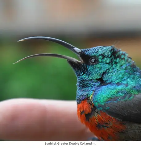 Garden Safari, Birds