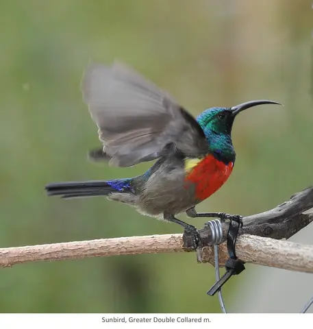 Garden Safari, Birds