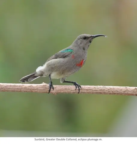 Garden Safari, Birds