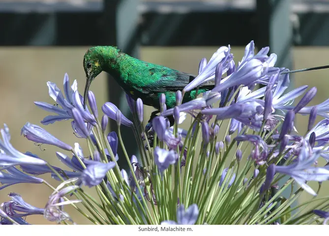 Garden Safari, Birds