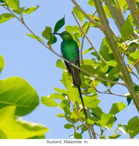 Garden Safari, Birds