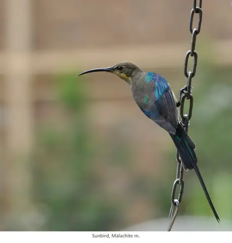 Garden Safari, Birds