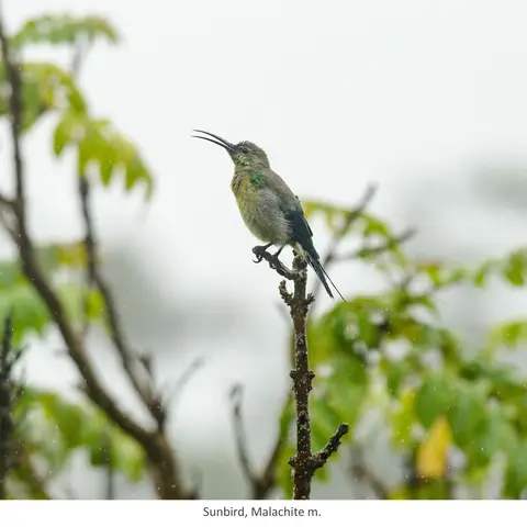 Garden Safari, Birds