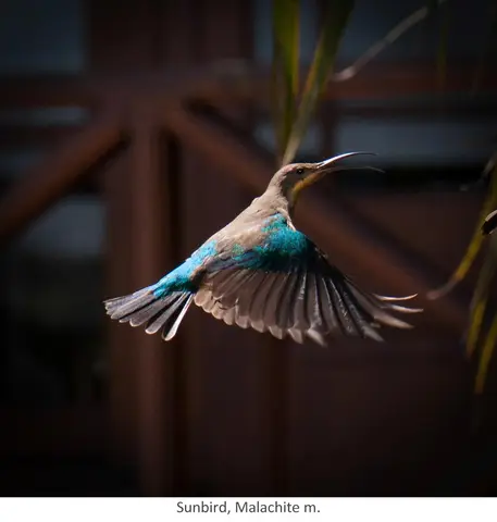Garden Safari, Birds