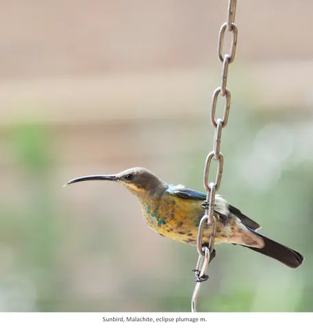 Garden Safari, Birds