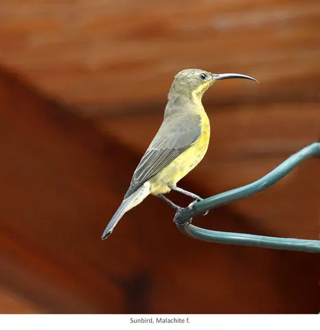 Garden Safari, Birds