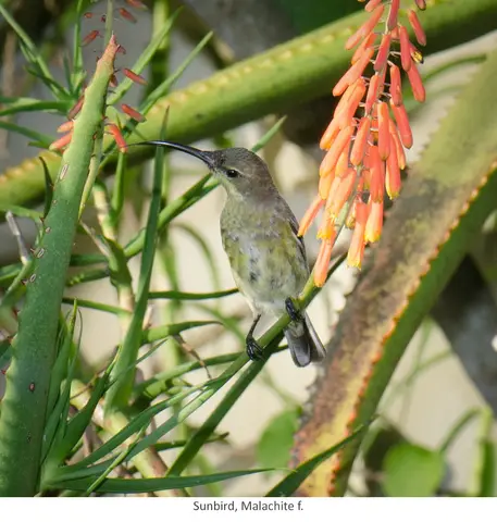 Garden Safari, Birds