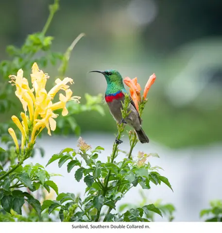 Garden Safari, Birds