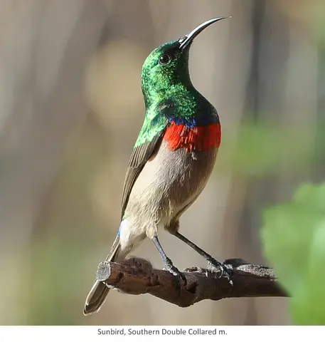 Garden Safari, Birds