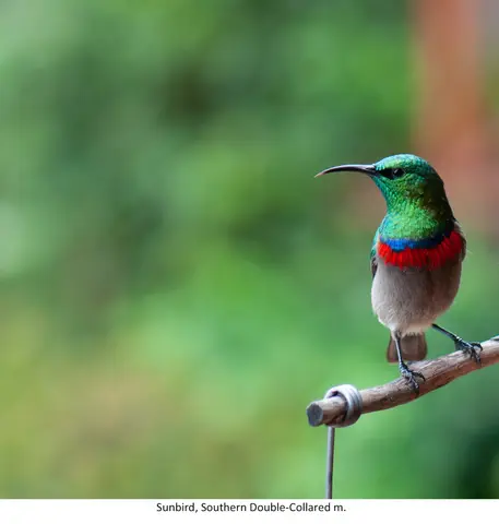 Garden Safari, Birds