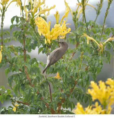 Garden Safari, Birds