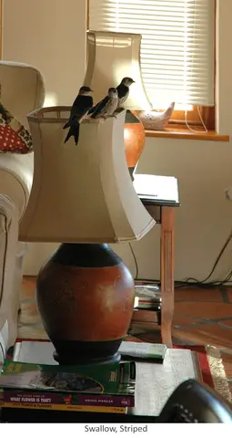 Garden Safari, Birds
