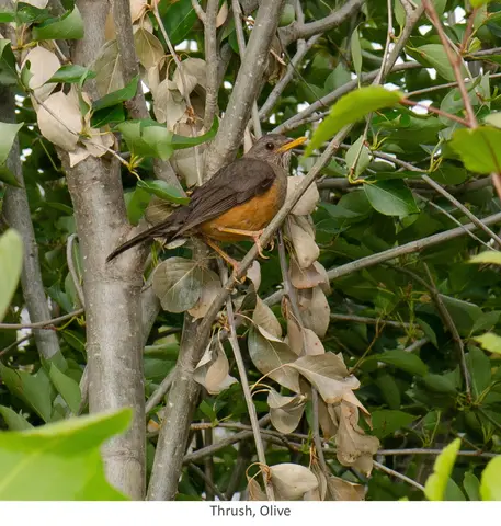 Garden Safari, Birds