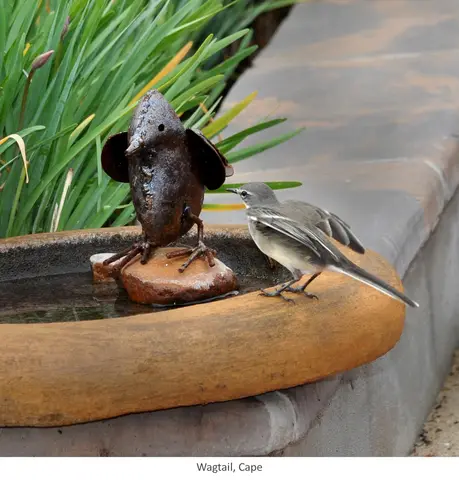 Garden Safari, Birds