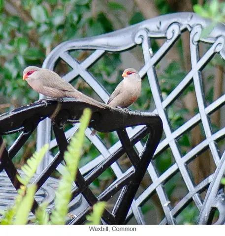 Garden Safari, Birds
