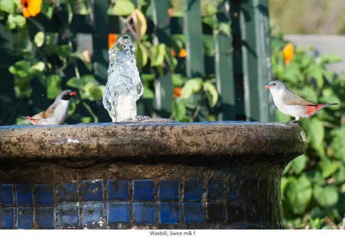 Garden Safari, Birds