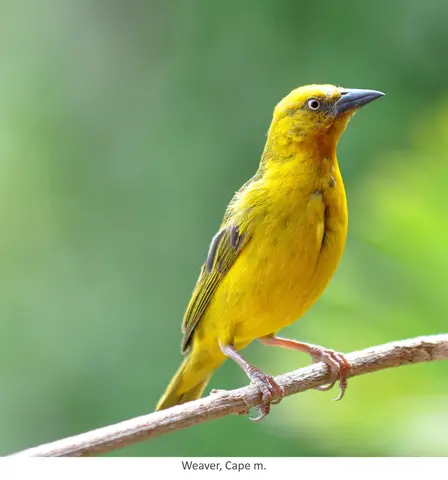 Garden Safari, Birds
