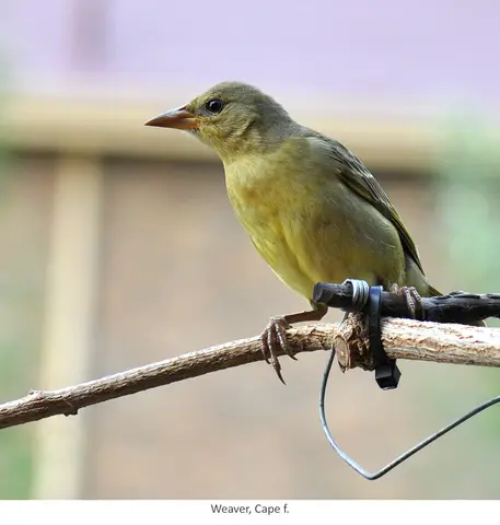 Garden Safari, Birds