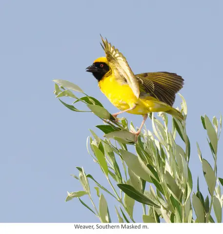 Garden Safari, Birds