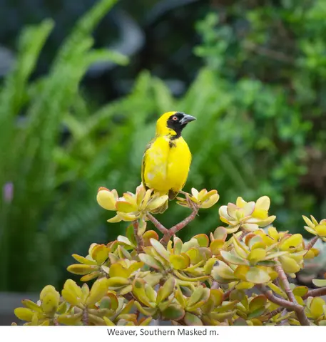 Garden Safari, Birds