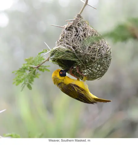 Garden Safari, Birds