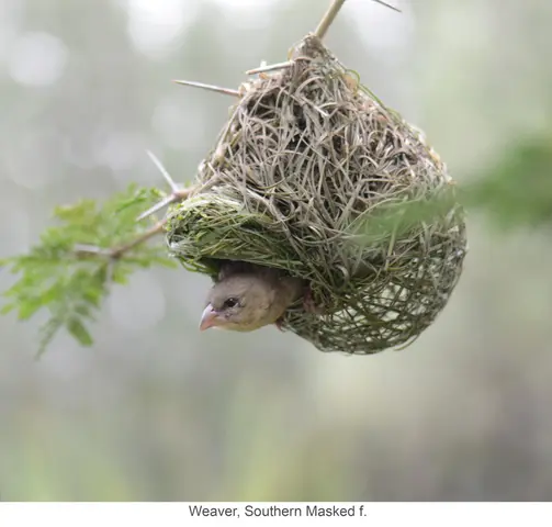 Garden Safari, Birds