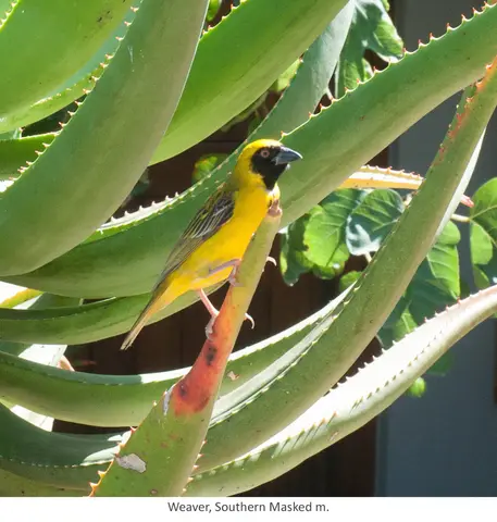 Garden Safari, Birds