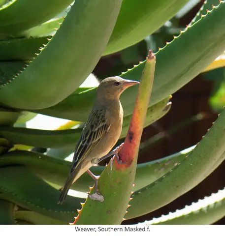 Garden Safari, Birds