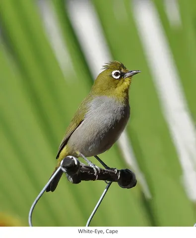 Garden Safari, Birds