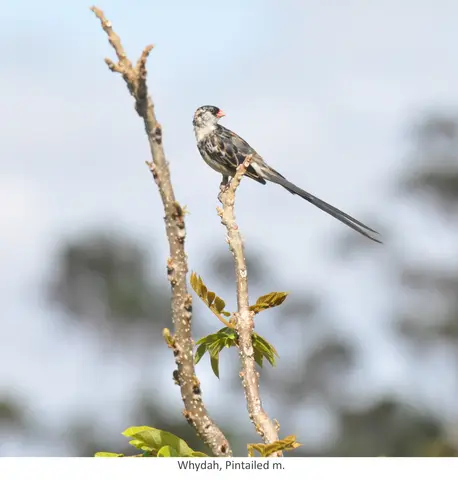 Garden Safari, Birds