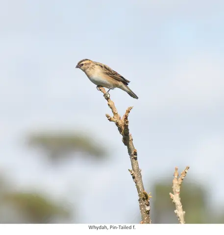 Garden Safari, Birds