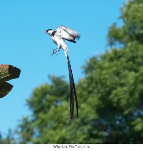 Garden Safari, Birds