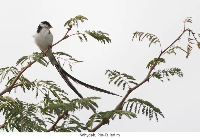 Garden Safari, Birds