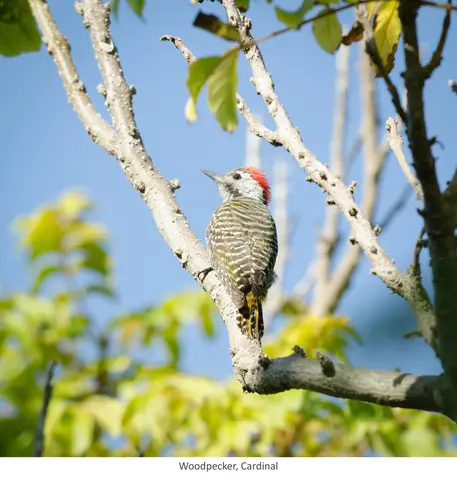 Garden Safari, Birds