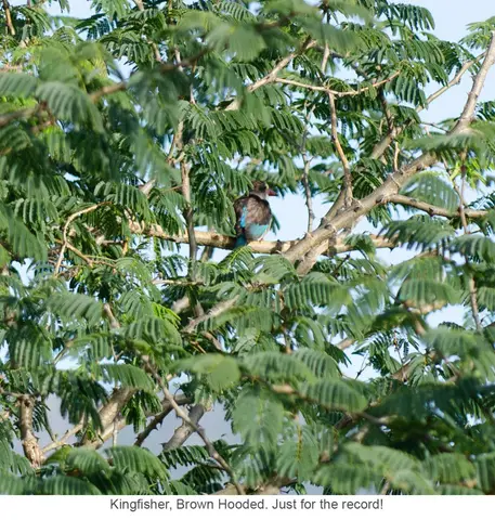 Garden Safari, Birds