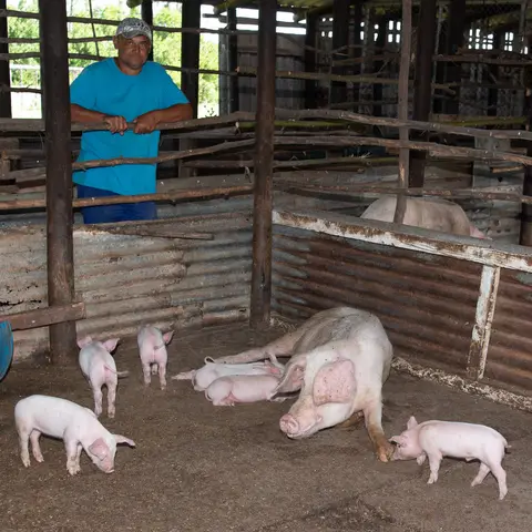 Leston Strydom, Pig Farmer. (nothing to do with the other featured pig farmers) Swellendam 2020