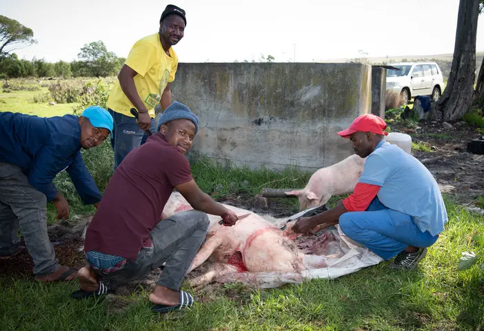 L-R. Siyanda, Morrait, Phelollthu & Siyanda. (On-farm slaughter for own use) Swellendam 2020