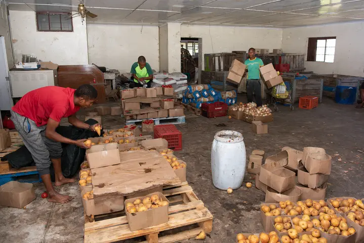 L-R. Threslin Slingers, Brandon Thomas, Marcus. Wholesale fruit packers, Swellendam 2020