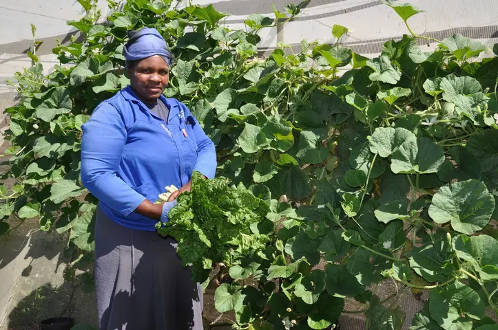 Esnath Chemhere tends her own vegetable plot at Floral Jubilee in her lunch break. Swellendam 2018