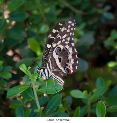 Garden Safari, Wildlife