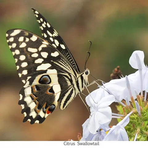 Citrus Swallowtail