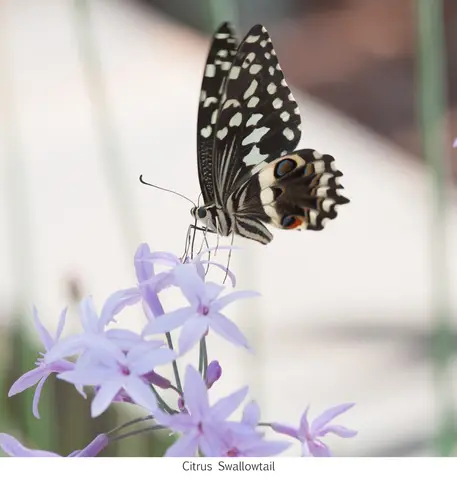 Garden Safari, Wildlife