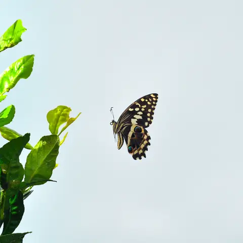 Garden Safari, Wildlife