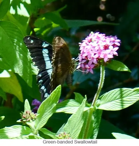 Garden Safari, Wildlife