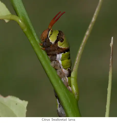 Citrus Swallowtail caterpillar