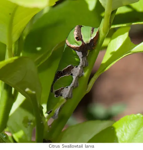 Citrus Swallowtail lava, later stages
