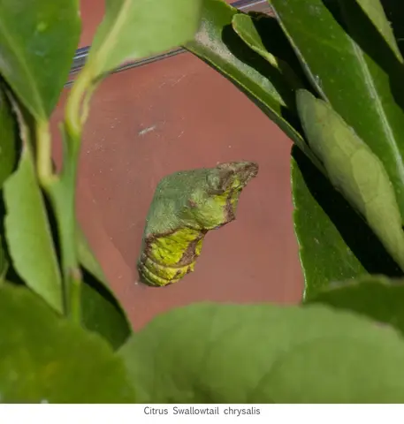 Citrus Swallowtail pupa.