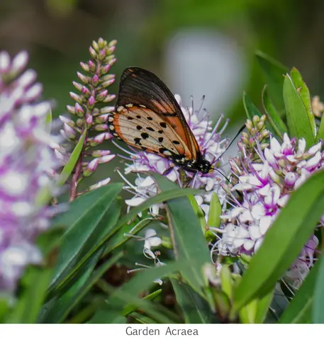 Garden Safari, Wildlife