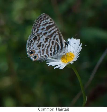 Common Pea Blue